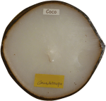 Bougie Citron Vert Coque fine Noix de Coco